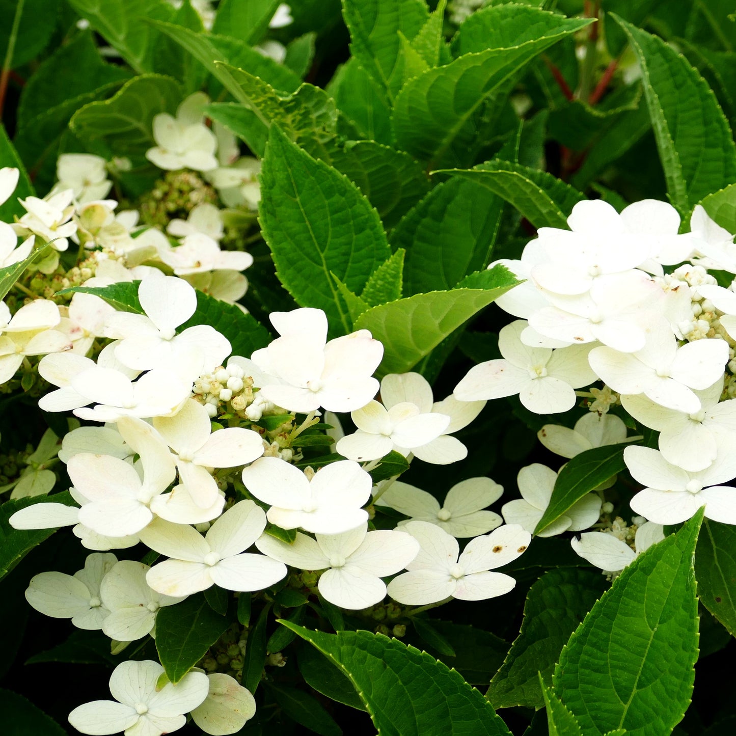 Rispen-Hortensie 'Polestar' (Hydrangea paniculata)