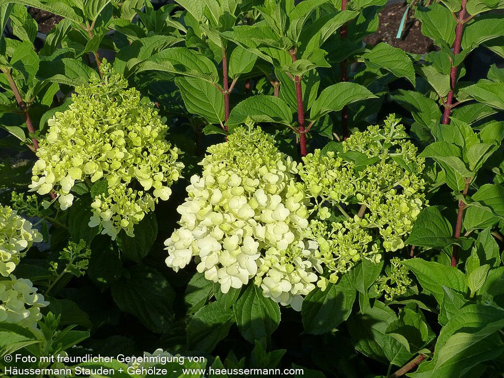Rispen-Hortensie 'Silver Dollar' (Hydrangea paniculata)