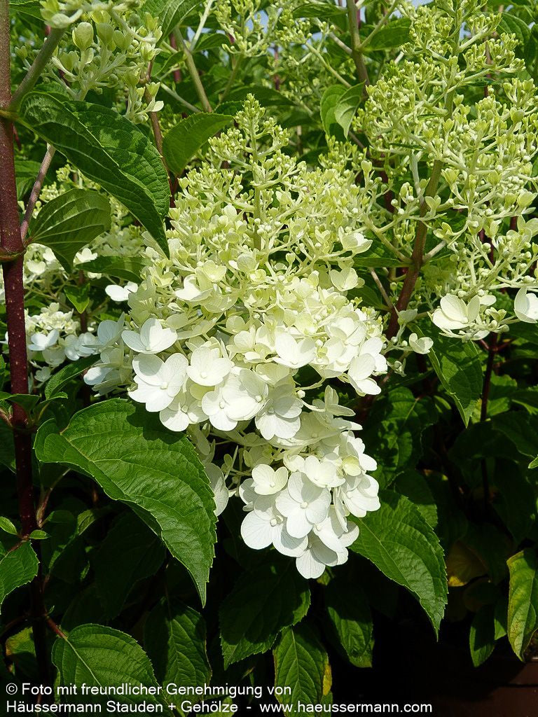 Rispen-Hortensie 'Silver Dollar' (Hydrangea paniculata)