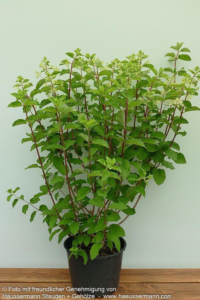 Rispen-Hortensie 'Silver Dollar' (Hydrangea paniculata)