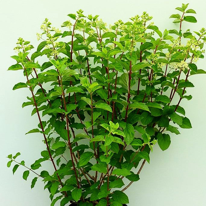 Rispen-Hortensie 'Silver Dollar' (Hydrangea paniculata)