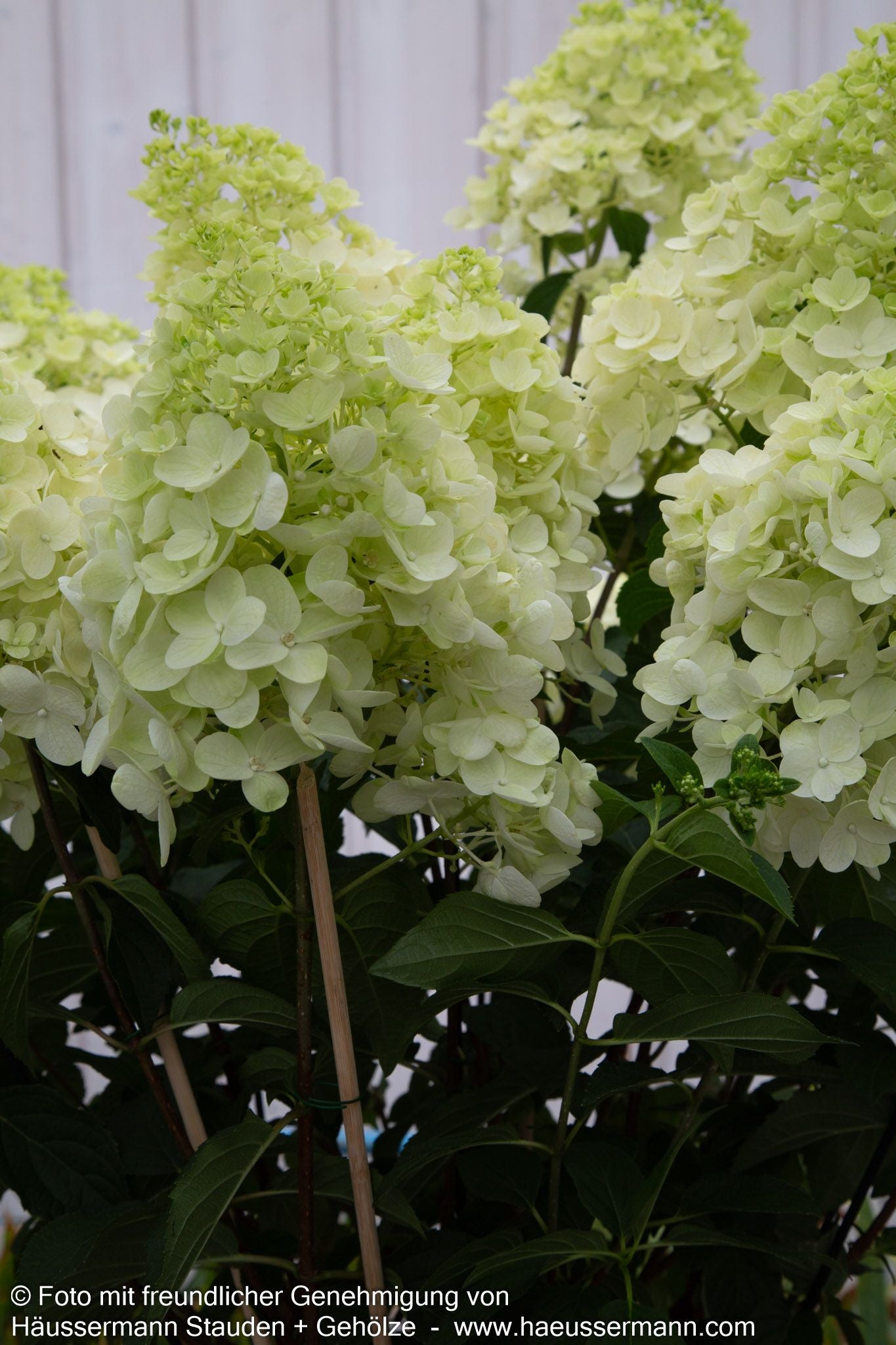 Rispen-Hortensie 'Silver Dollar' (Hydrangea paniculata)