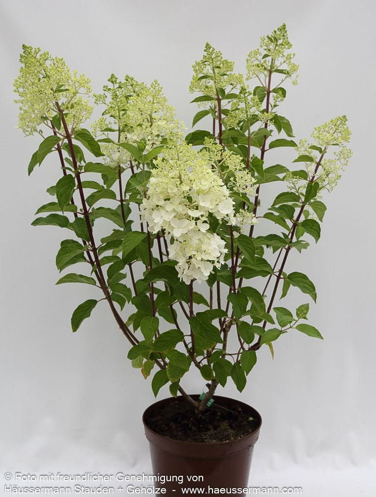 Rispen-Hortensie 'Silver Dollar' (Hydrangea paniculata)