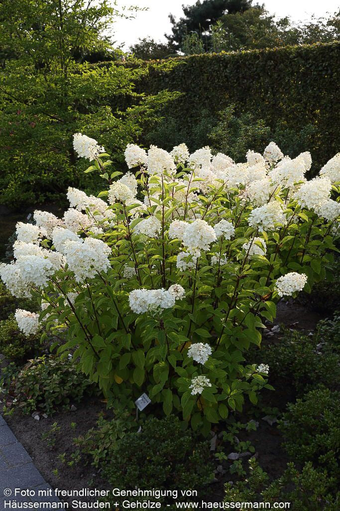 Rispen-Hortensie 'Silver Dollar' (Hydrangea paniculata)