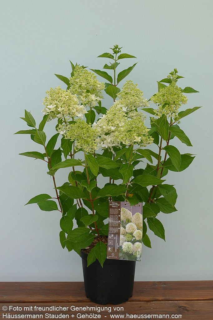 Rispen-Hortensie 'Skyfall' (Hydrangea paniculata)