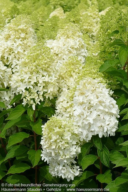 Rispen-Hortensie 'Skyfall' (Hydrangea paniculata)