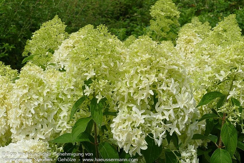 Rispen-Hortensie 'Skyfall' (Hydrangea paniculata)