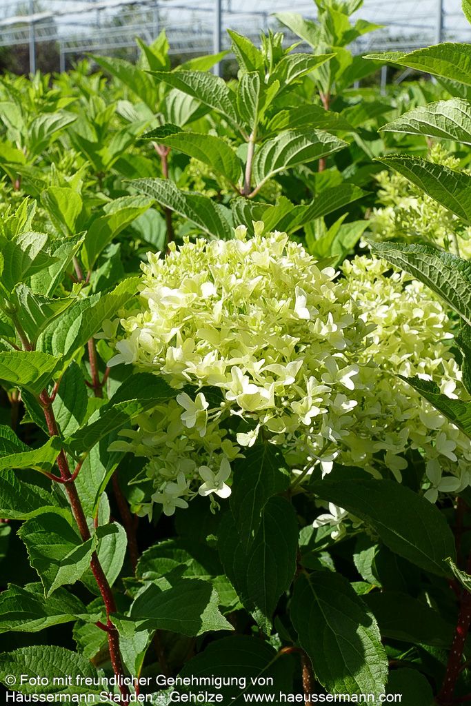Rispen-Hortensie 'Skyfall' (Hydrangea paniculata)