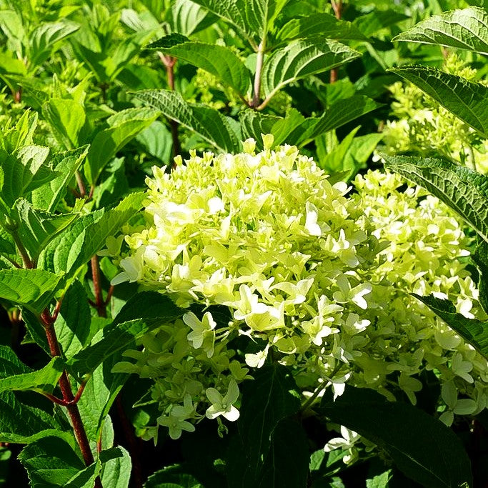 Rispen-Hortensie 'Skyfall' (Hydrangea paniculata)