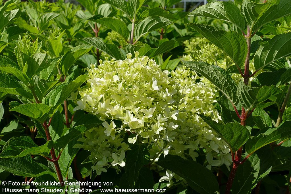 Rispen-Hortensie 'Skyfall' (Hydrangea paniculata)