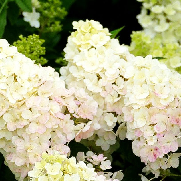 Rispen-Hortensie 'Sundae Fraise' (Hydrangea paniculata)