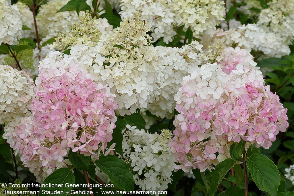 Rispen-Hortensie 'Vanille Fraise' (Hydrangea paniculata)