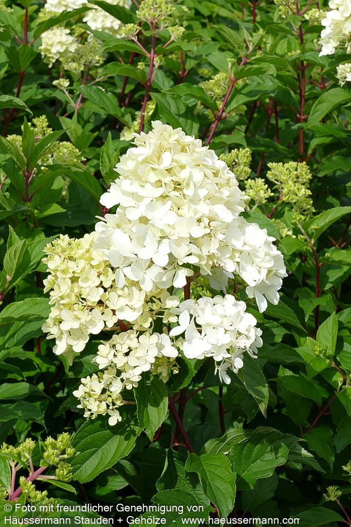 Rispen-Hortensie 'Vanille Fraise' (Hydrangea paniculata)