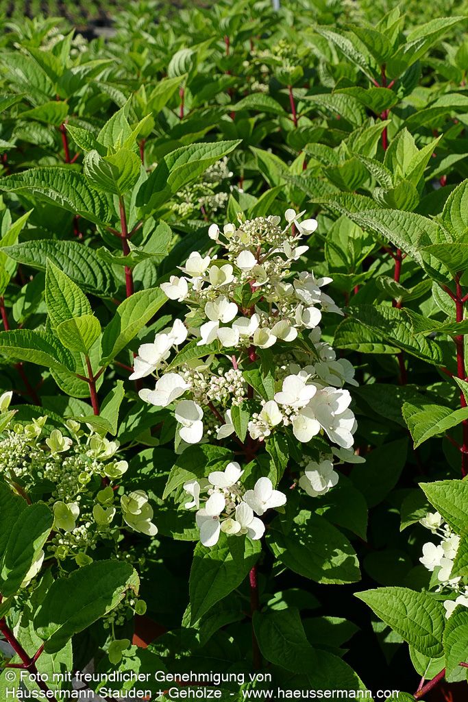 Rispen-Hortensie 'Wim's Red' (Hydrangea paniculata)