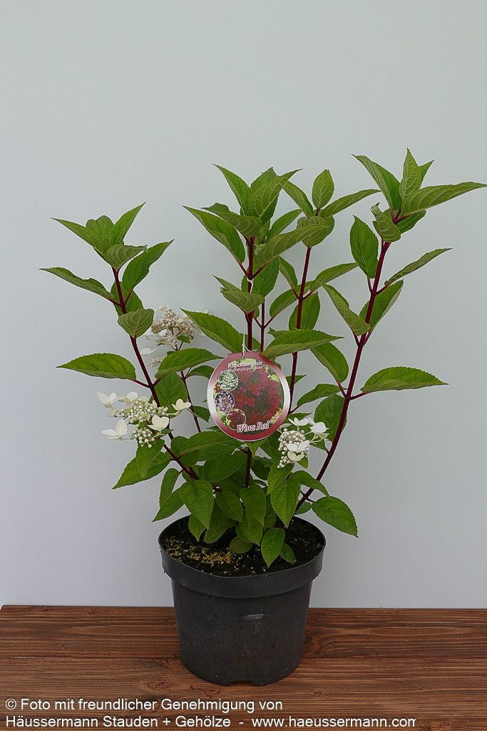 Rispen-Hortensie 'Wim's Red' (Hydrangea paniculata)