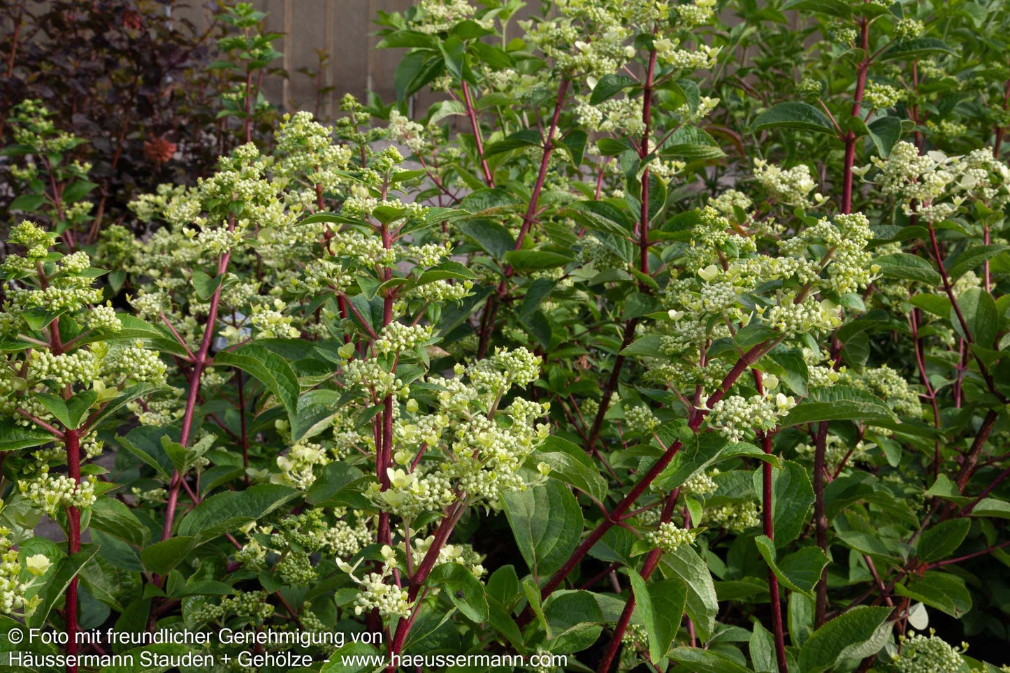 Rispen-Hortensie 'Wim's Red' (Hydrangea paniculata)