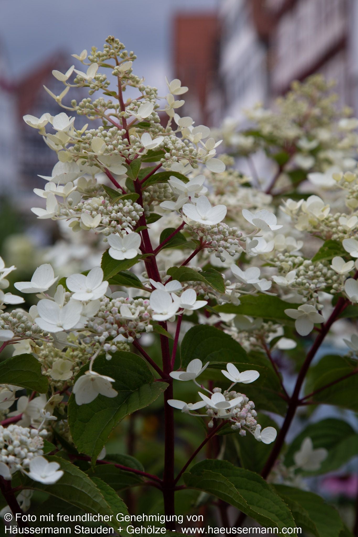 Rispen-Hortensie 'Wim's Red' (Hydrangea paniculata)