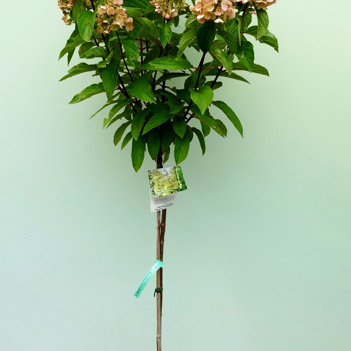 Rispenhortensie 'Candlelight' (Hydrangea paniculata)