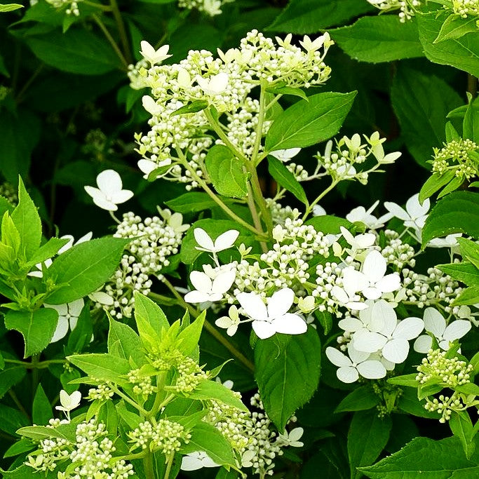 Rispenhortensie 'Confetti' (Hydrangea paniculata)