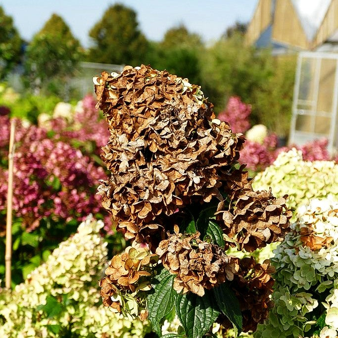 Rispenhortensie 'Magical Moonlight' (Hydrangea panic.)