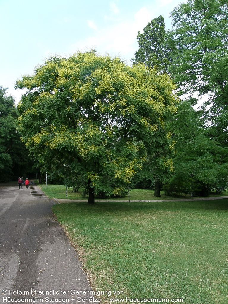 Rispiger Blasenbaum (Koelreuteria paniculata)