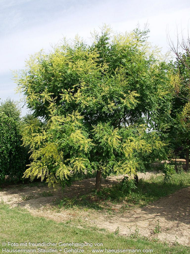 Rispiger Blasenbaum (Koelreuteria paniculata)