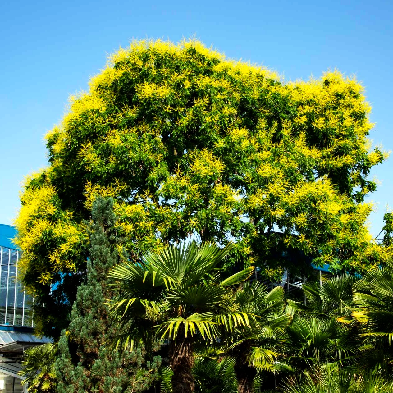 Rispiger Blasenbaum (Koelreuteria paniculata)