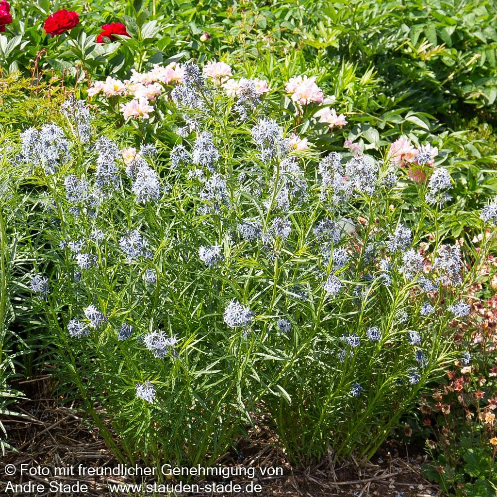 Röhrenstern (Amsonia hubrichtii)