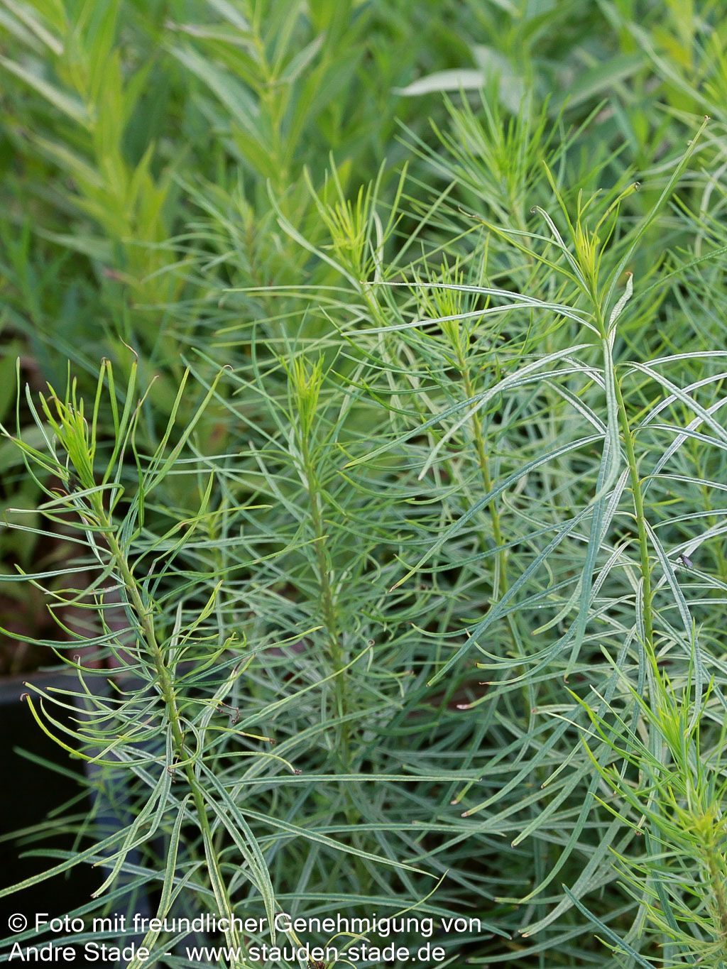 Röhrenstern (Amsonia hubrichtii)