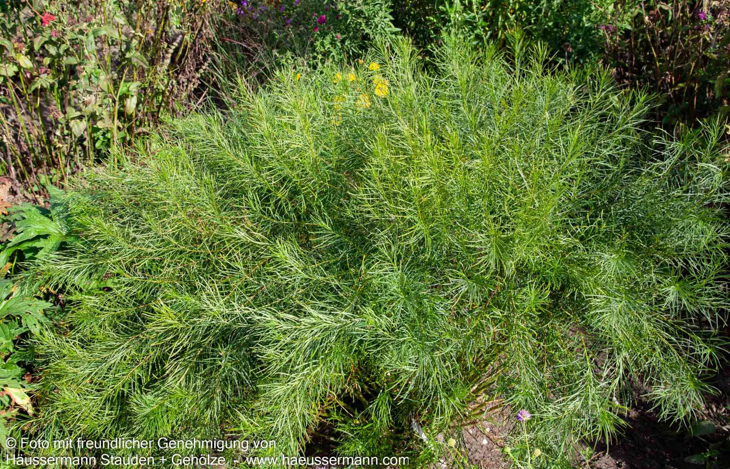 Röhrenstern (Amsonia hubrichtii)