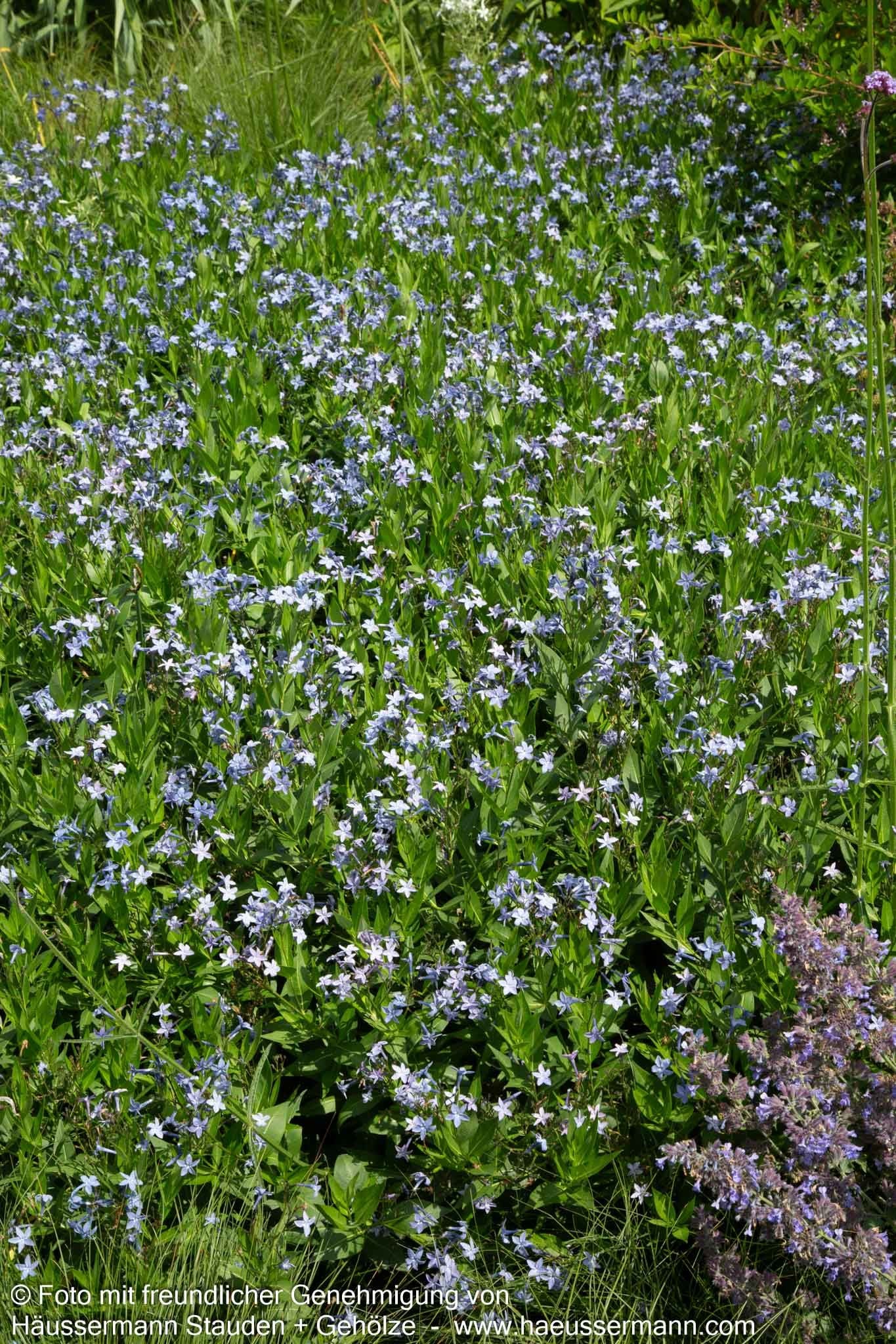 Röhrenstern (Amsonia hubrichtii)