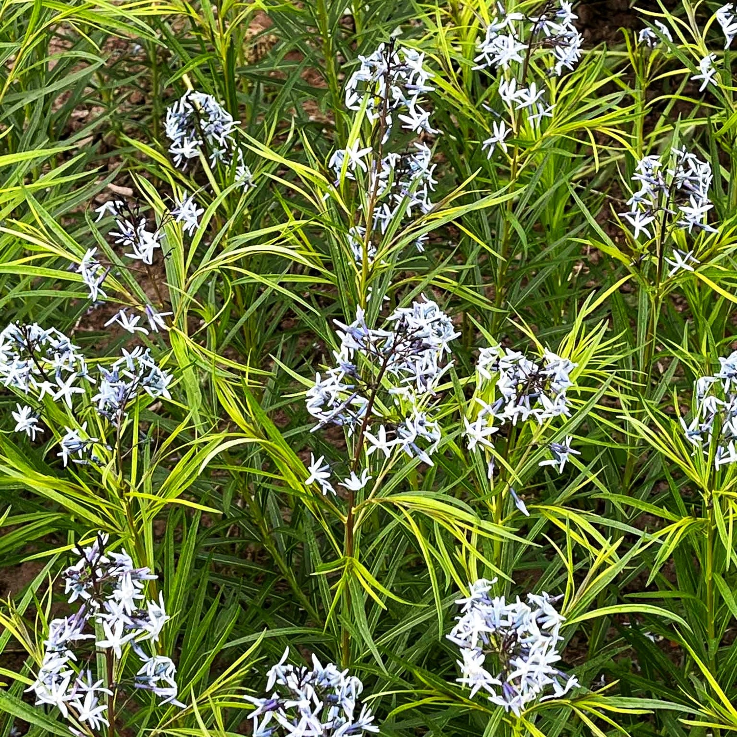 Röhrenstern 'Ernst Pagels' (Amsonia x cult.)