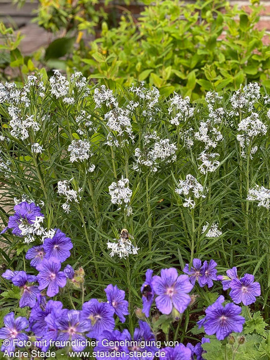 Röhrenstern 'Halfway to Arkansas' (Amsonia x cult.)