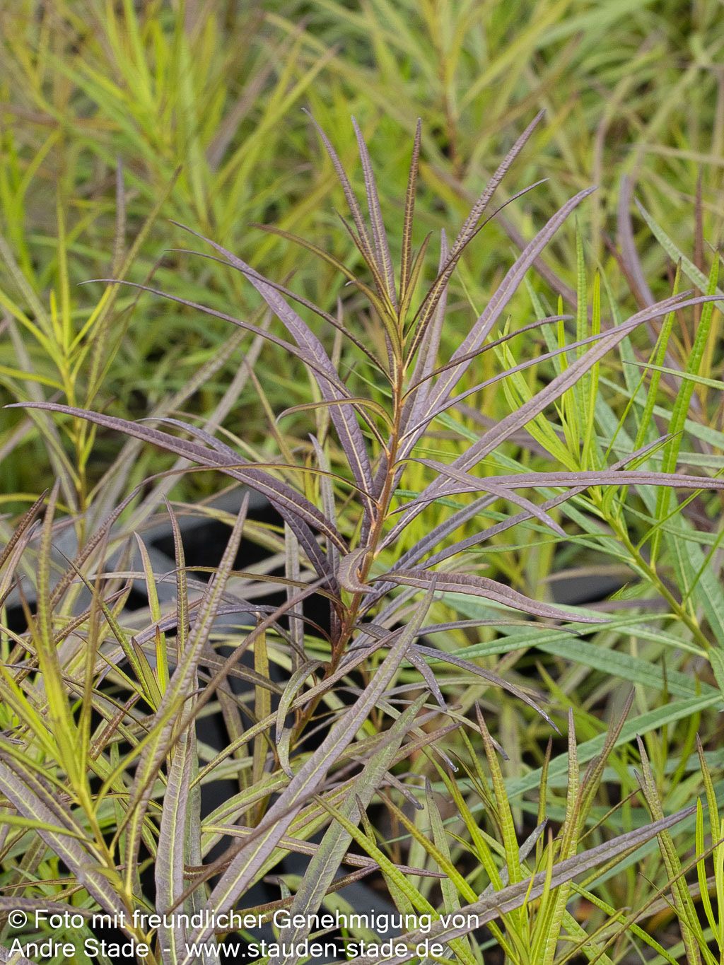 Röhrenstern 'Halfway to Arkansas' (Amsonia x cult.)