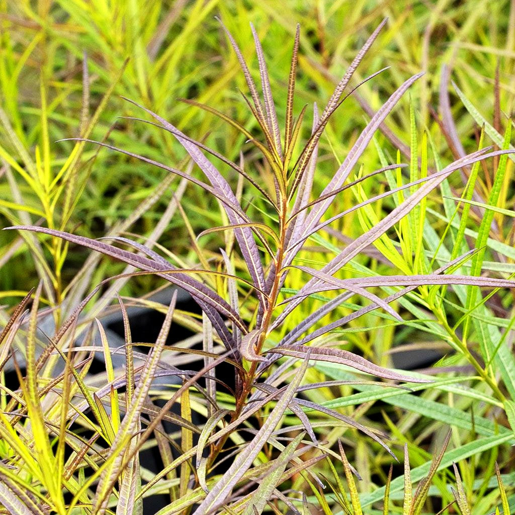 Röhrenstern 'Halfway to Arkansas' (Amsonia x cult.)