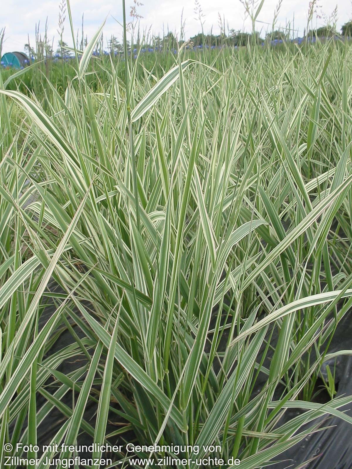 Rohr-Glanzgras 'Picta' (Phalaris arundinacea)
