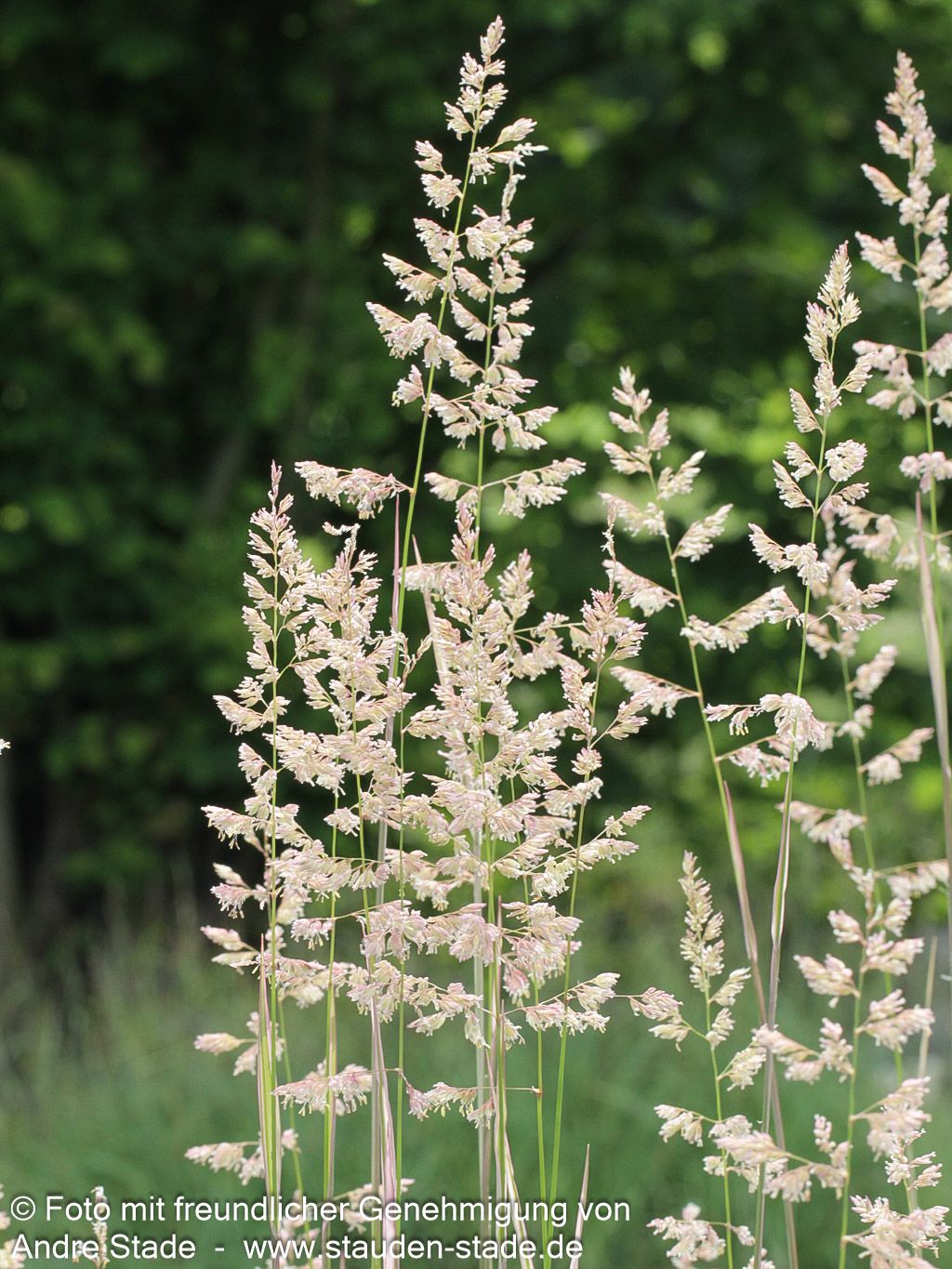 Rohr-Glanzgras 'Picta' (Phalaris arundinacea)