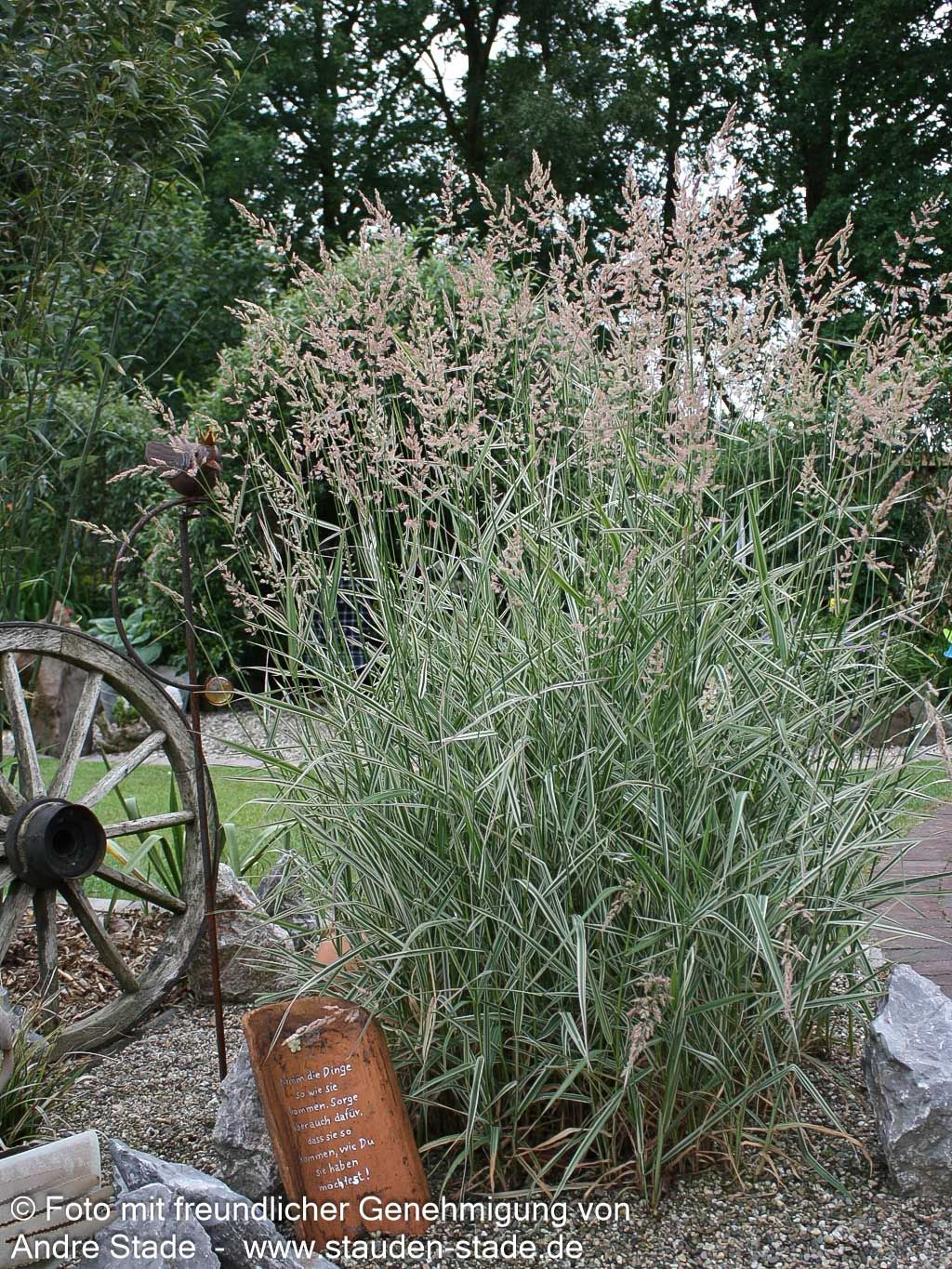 Rohr-Glanzgras 'Picta' (Phalaris arundinacea)