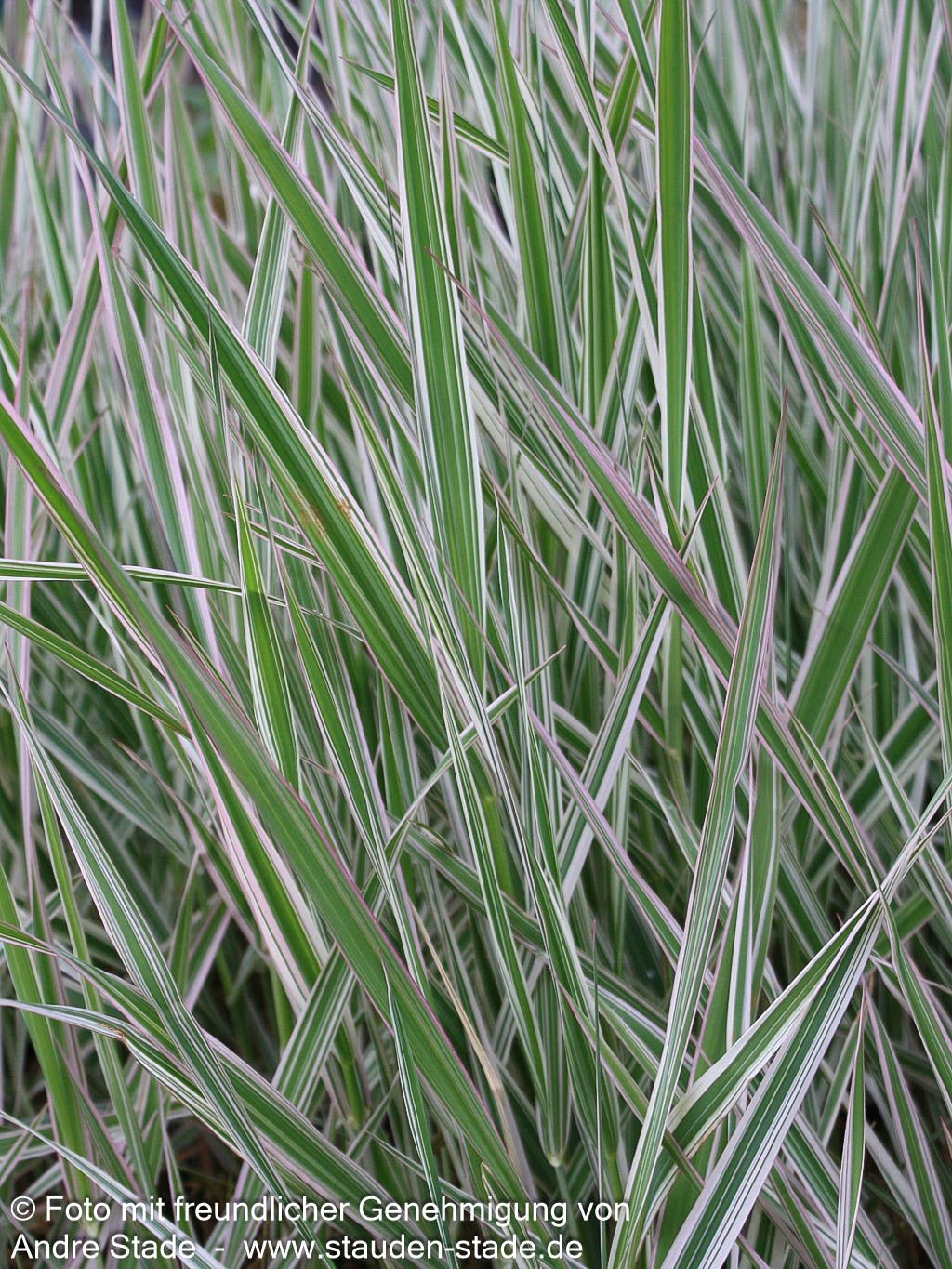 Rohr-Glanzgras 'Picta' (Phalaris arundinacea)