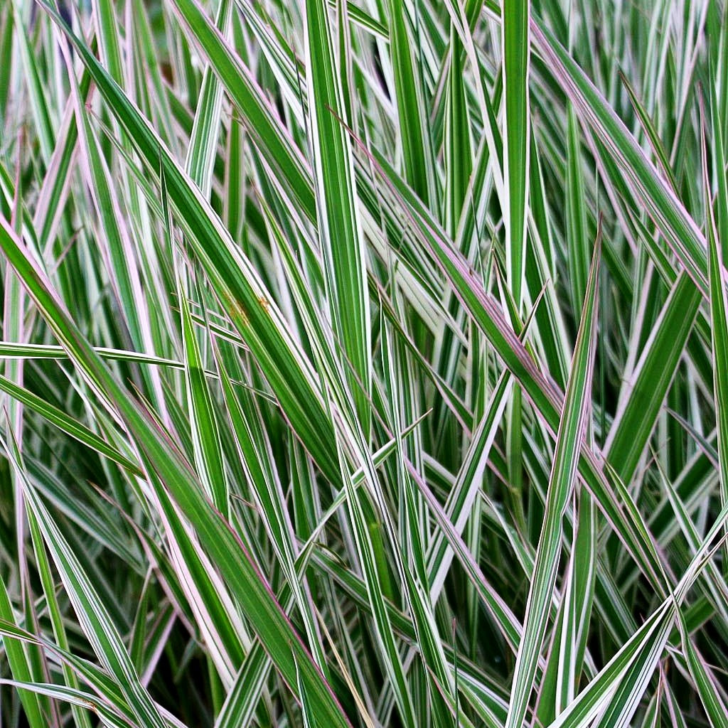Rohr-Glanzgras 'Picta' (Phalaris arundinacea)
