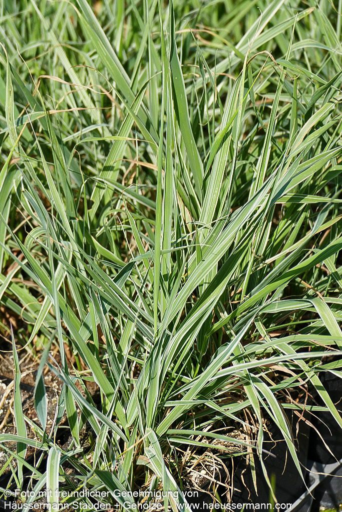 Rohr-Glanzgras 'Picta' (Phalaris arundinacea)