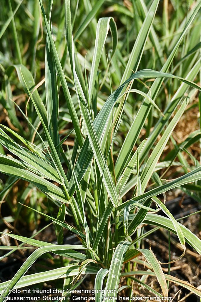 Rohr-Glanzgras 'Picta' (Phalaris arundinacea)