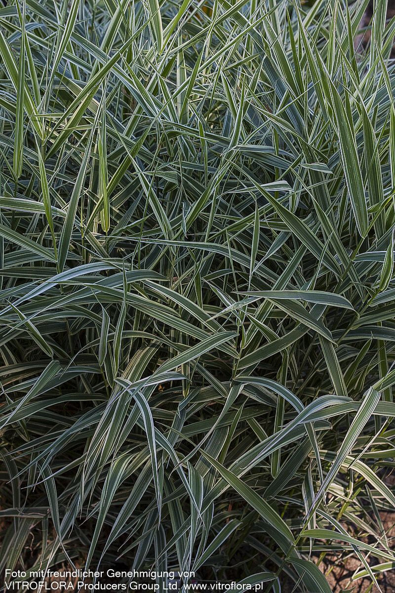 Rohr-Glanzgras 'Picta' (Phalaris arundinacea)