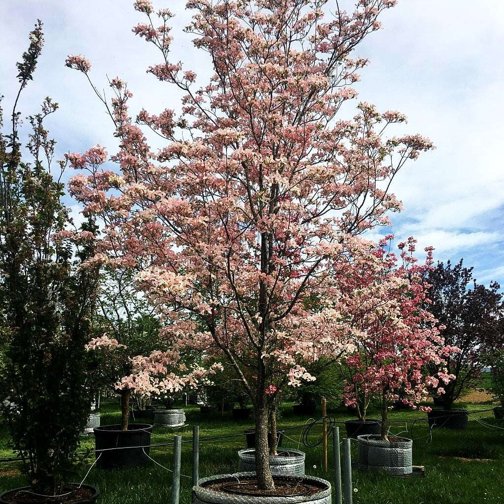 Rosa Blumen-Hartriegel 'Luminous Pink' (Cornus florida)