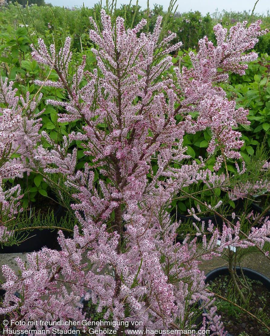 Rosa Frühlings-Tamariske (Tamarix parviflora)