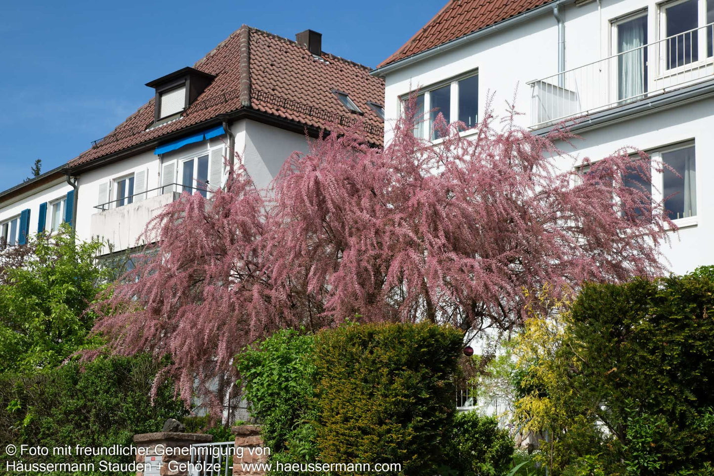 Rosa Frühlings-Tamariske (Tamarix parviflora)
