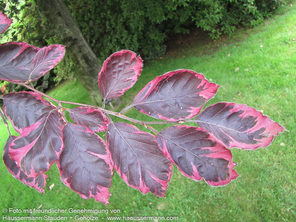 Rosa-rotblättrige Buche 'Tricolor' (Fagus sylvatica)
