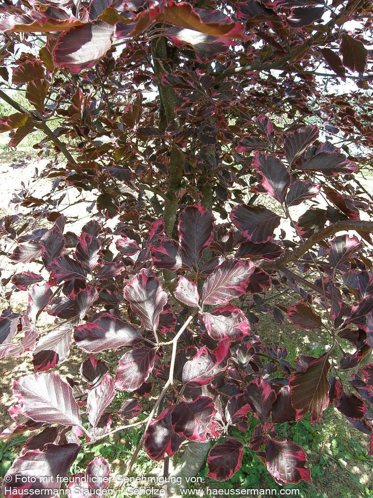 Rosa-rotblättrige Buche 'Tricolor' (Fagus sylvatica)