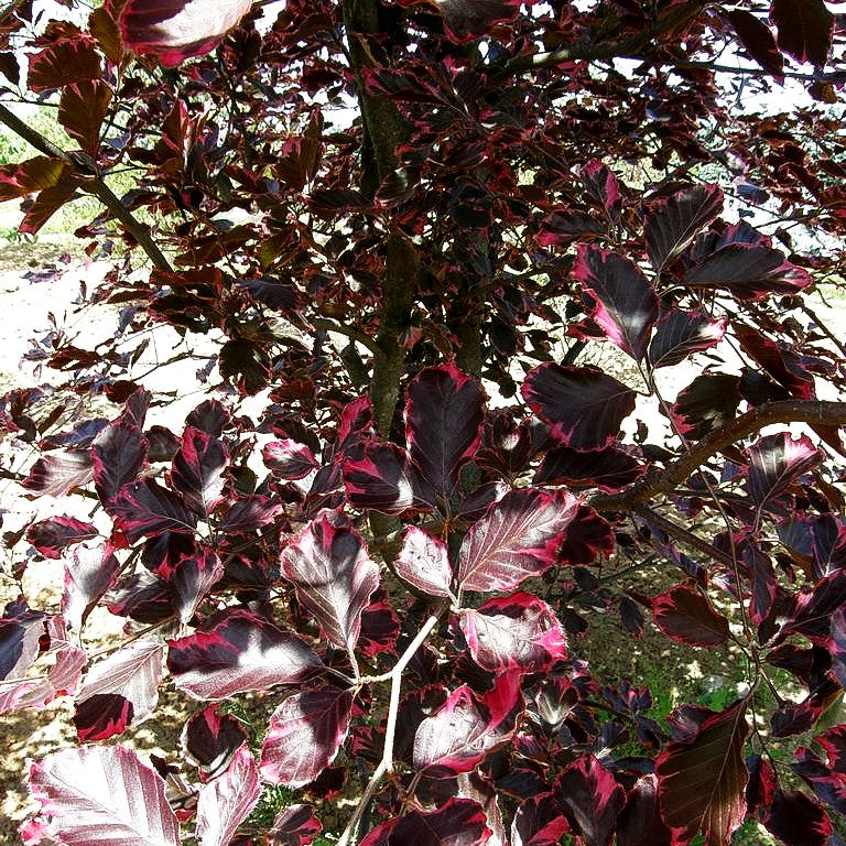 Rosa-rotblättrige Buche 'Tricolor' (Fagus sylvatica)