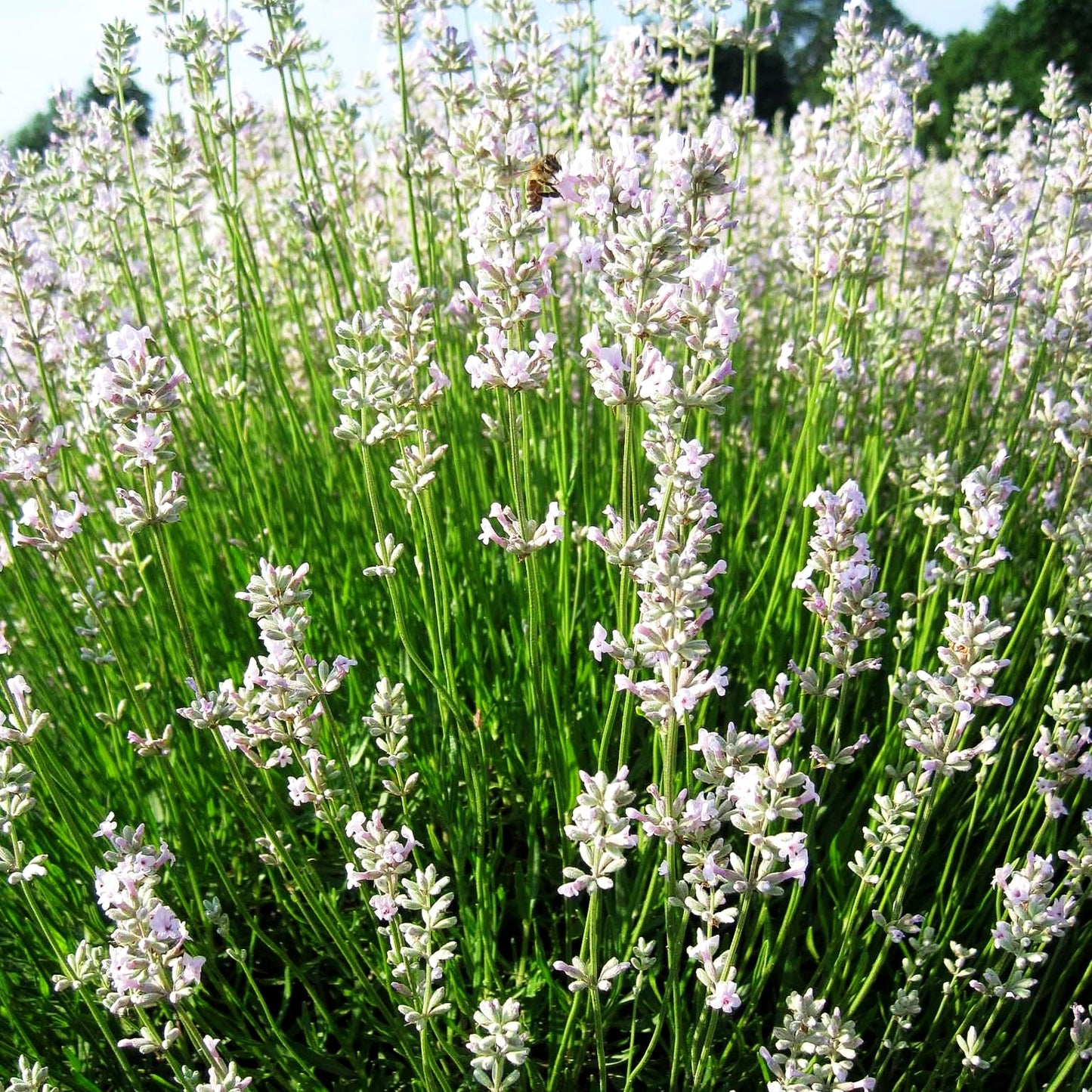Rosablühender Lavendel 'Hidcote Pink' (Lavandula angustifolia)